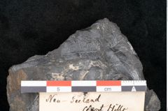 Foto (Detailansicht) von Taeniopteris pseudosimplex Ettingshausen (NHMW-GEO-2024-0188-10292)